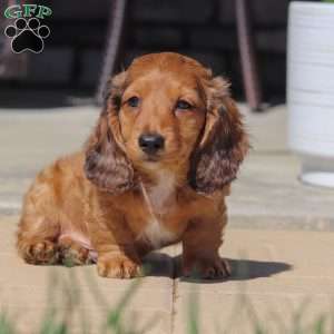 Buddy, Dachshund Puppy